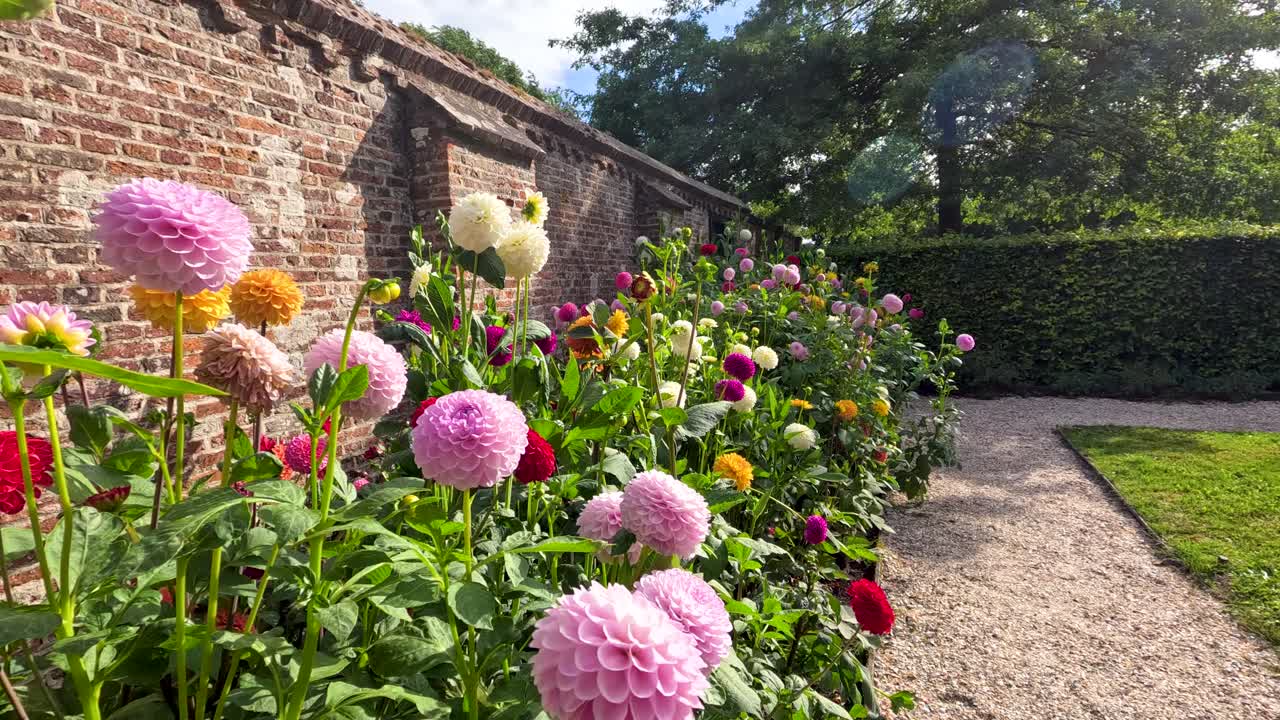 Slow pan reveals vibrant dahlia flowers blooming beside rustic brick wall in sunlit garden