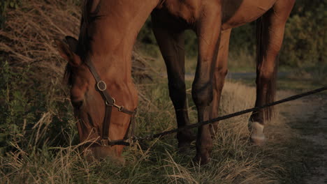a brown horse eats grass