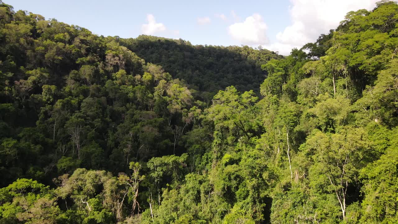 bosque tropical en américa del sur