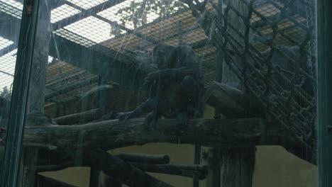 chimpancé sentado dentro de un hábitat cerrado con vidrio con estructuras de madera y cuerdas, mirando contemplativo
