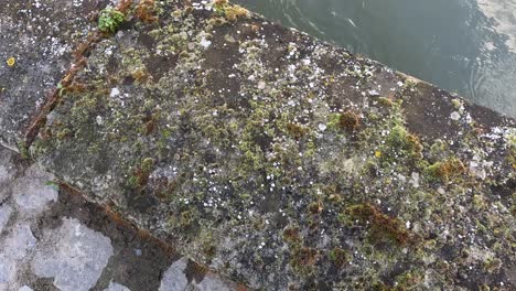 close-up of lichen on seine river wall