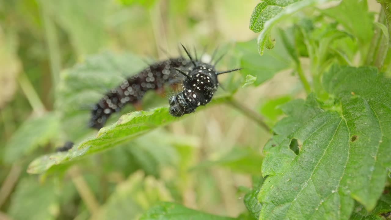 Macro close up of peacock butterfly caterpillar on green foliage