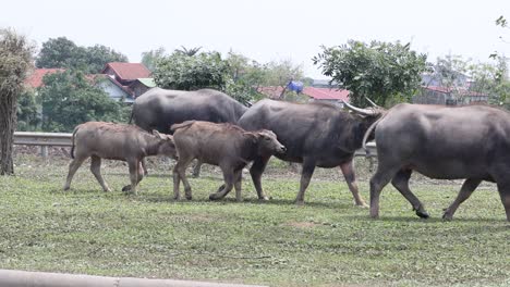 buffaloes walking across a field near houses