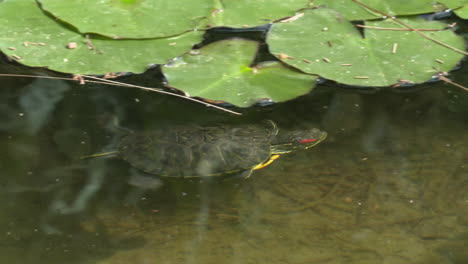 turtle in a pond with lily pads