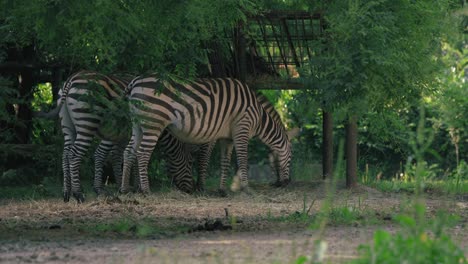 zebras grazing under shade, blending with the lush greenery in their natural habitat