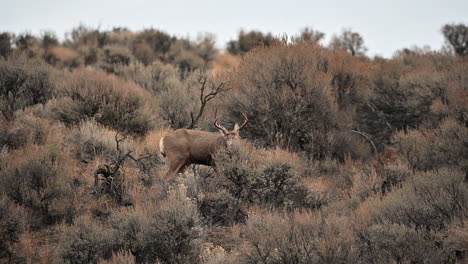 Gentle-Giants-of-the-Forest:-Witnessing-Mule-Deer-at-Lac-du-Bois