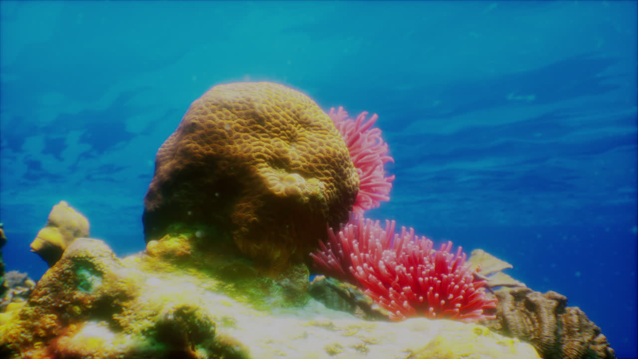 활기찬 산호초는 생명으로 가득 차 있습니다.