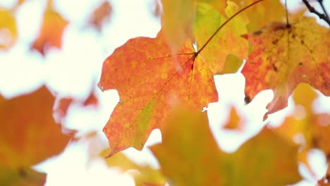 beautiful red and yellow fall autumn leaves blow peacefully in the wind