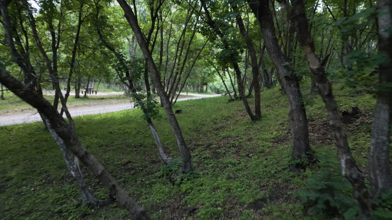 refrescante caminata entre árboles verdes y exuberantes en el bosque, pov shot
