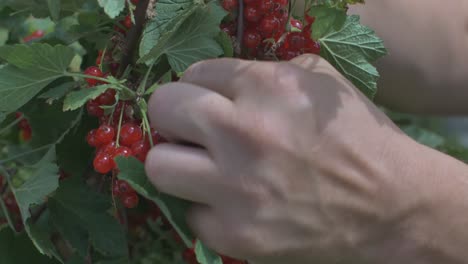 man finger picked red currant berries