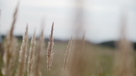 Sunset-Through-The-Reeds-Silver-Feather-Grass-Swaying-In-Wind-5