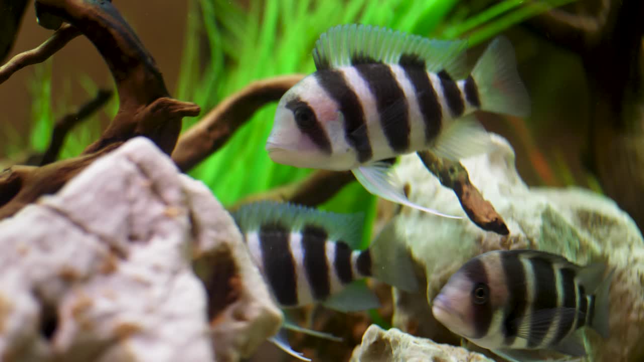 수족관 에 있는 세 마리 의 시클리드