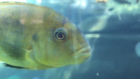 large freshwater fish carp swims with other fish in an interior aquarium-1