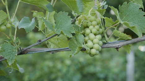 clusters of green grapes on a grapevine