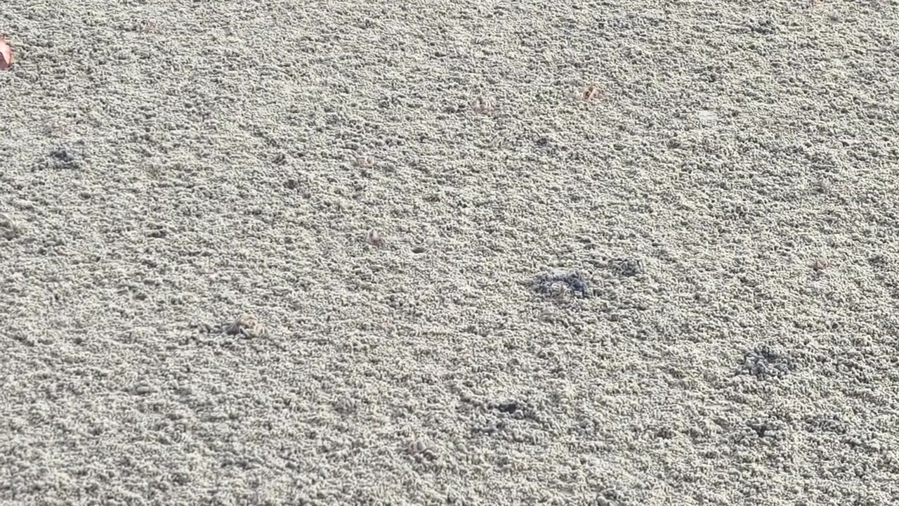 Countless tiny sand bubbler crabs emerge from their burrows. They scuttle across the beach to feed. As the high tide approaches, they quickly retreat back into their holes for safety.