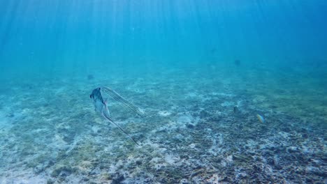 Jugendlicher-Afrikanischer-Pompano,-Der-Im-Blauen-Meer-Schwimmt