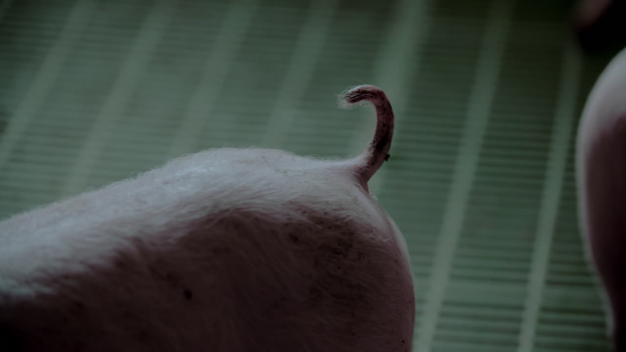 Close-up of a pig's tail