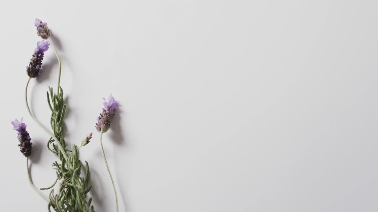 Video di fiori e foglie di lavanda con spazio per il testo su sfondo bianco