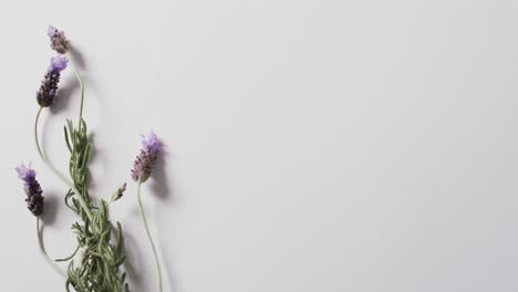 Vídeo-De-Flores-Y-Hojas-De-Lavanda-Con-Espacio-Para-Copiar-Sobre-Fondo-Blanco