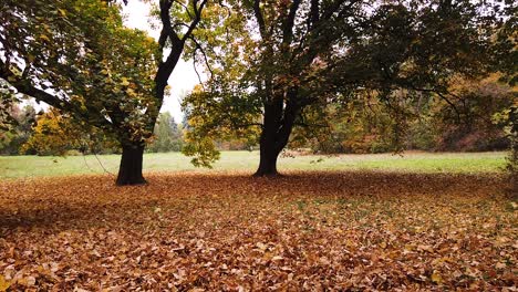 two beautiful trees in park skaryszewski with beautiful autumn colors