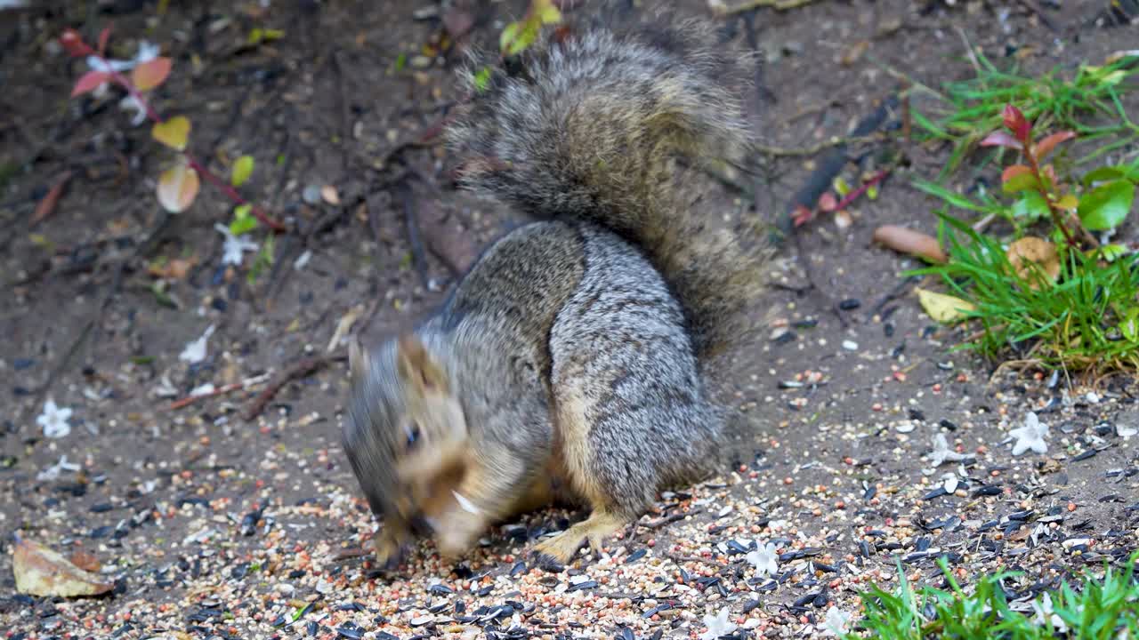 Un scoiattolo volpe mangia semi per uccelli nella California meridionale