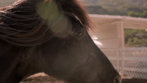 vídeo en cámara lenta de un caballo desacelerando levantando la cabeza con su melena ondeando al viento