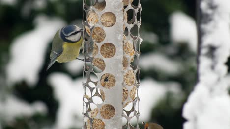 un petirrojo y un tit azul compiten por la comida en un comedero para pájaros de bola gorda en un jardín británico nevado