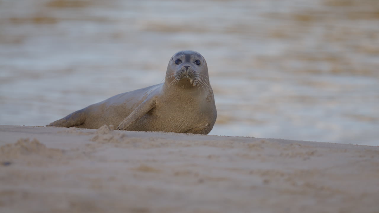 Relaxed harbour seal on sandy beach, slow motion clip, calm setting