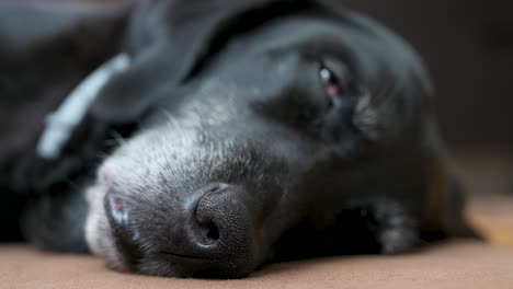 Ein-Detaillierter-Fokus-Auf-Die-Nase-Eines-Schlafenden-älteren-Schwarzen-Hundes,-Der-Auf-Dem-Boden-Liegt