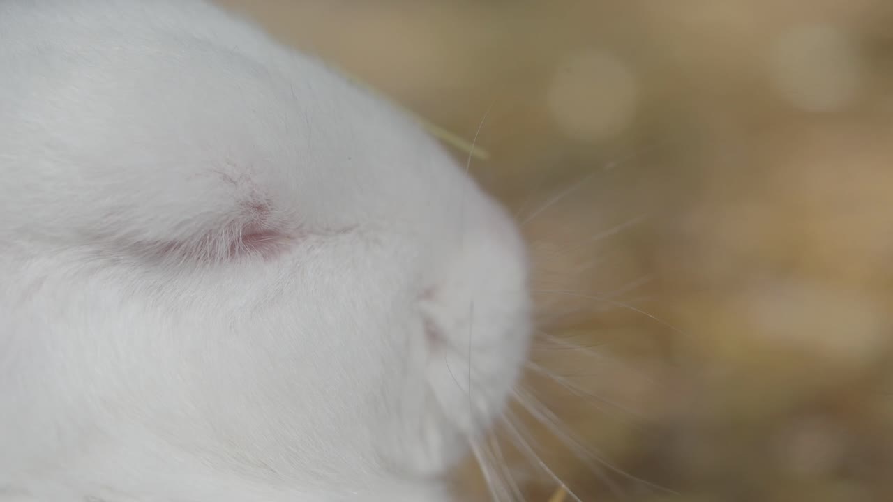 토끼의 클로즈업