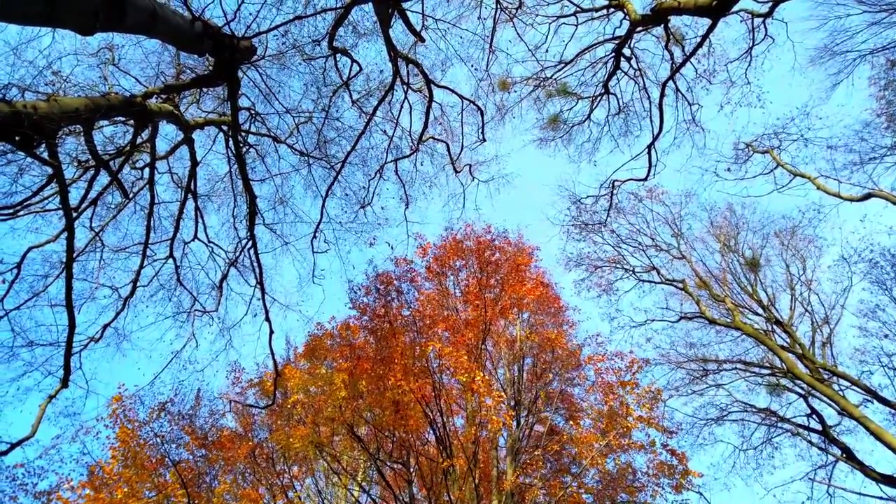 Alberi autunnali sullo sfondo del cielo