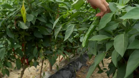 mujer agricultora recogiendo pimientos verdes de chile largos en la granja al aire libre - mano de cerca
