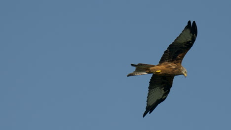 red kite milvus soaring in air aginst blue sky and sunlight,close up track shot