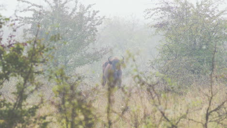 Europäischer-Bisonbulle,-Der-In-Die-Kamera-Schaut,-Blätter-Isst,-Nebel,-Tschechien