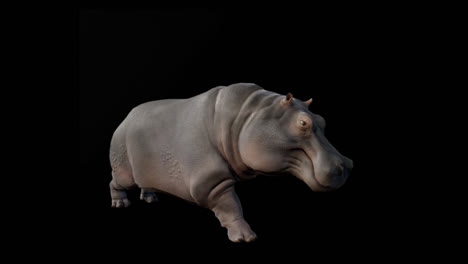 hippo walking with alpha channel