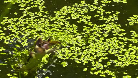 Frog-jumps-up-from-the-pond,-catching-an-insect-in-flight