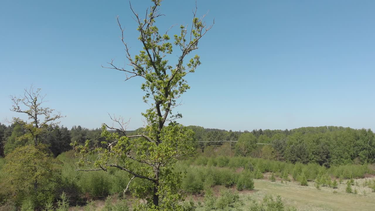 Drone clip rotating around a tall tree in the countryside of Thetford in England
