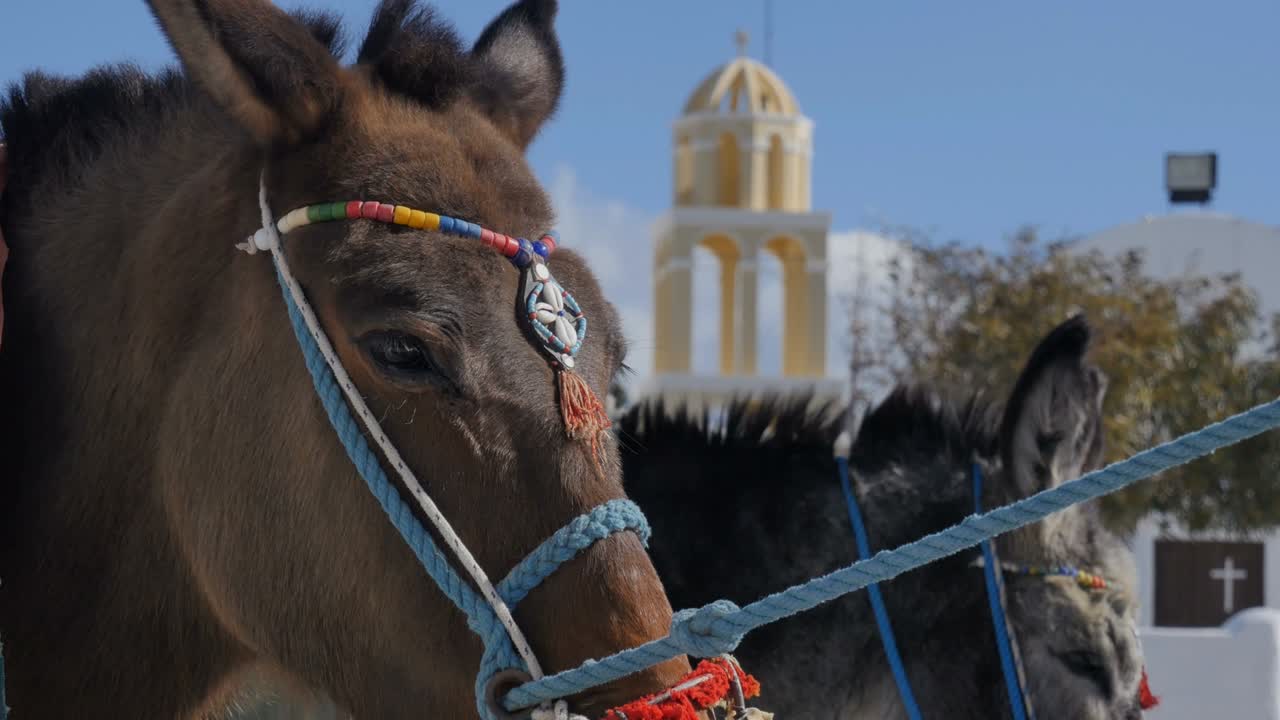 santorini grecia - burro en el pueblo de oia en las islas griegas egeo
