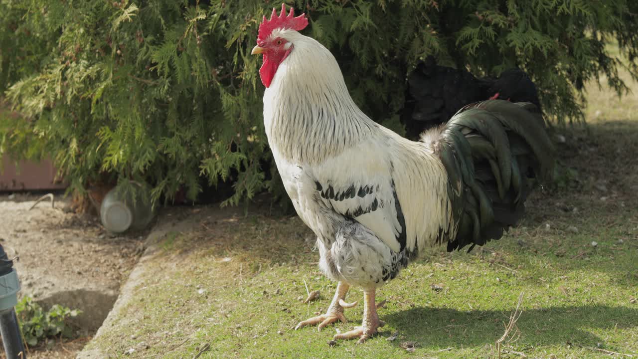 gallo en el patio cerca del árbol. toma de primer plano. gallo blanco en el pueblo