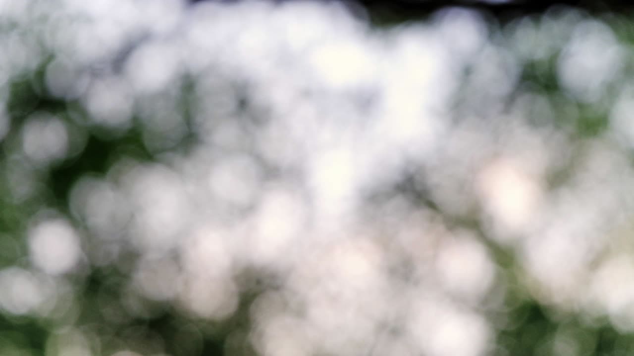 luces borrosas del árbol bokeh fondo, toma de muñeco