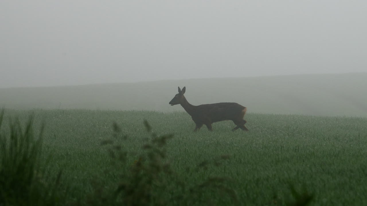 олень идет по полю в тяжелом густом тумане