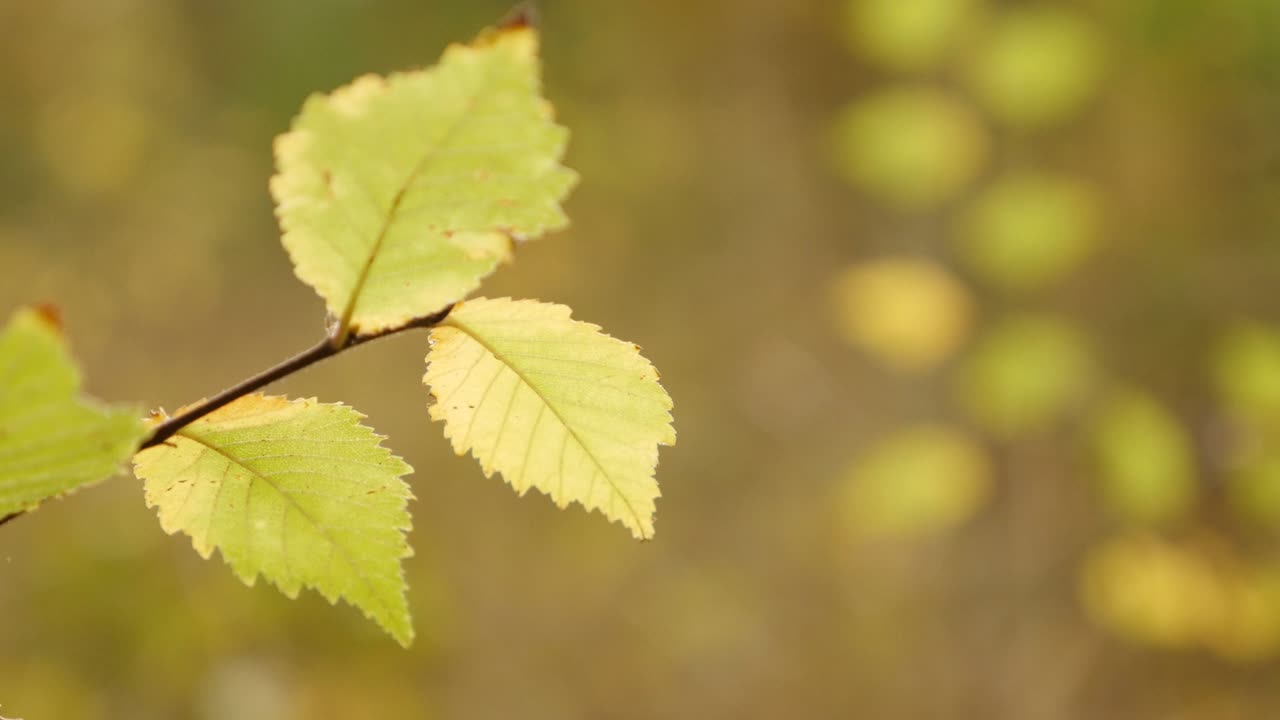 vegetación forestal amarilla y dorada en otoño dof poco profundo
