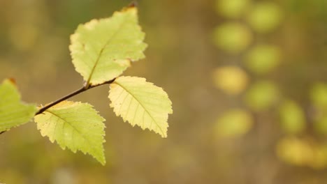 yellow and golden forest vegetation in autumn shallow dof