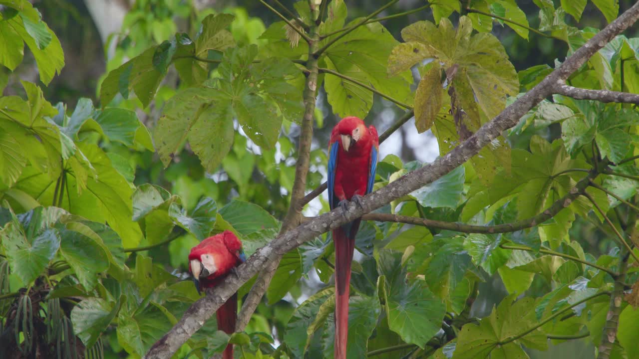 Two Scarlet Macaws perched side by side, engaging in watching the Peruvian rainforest surrounding