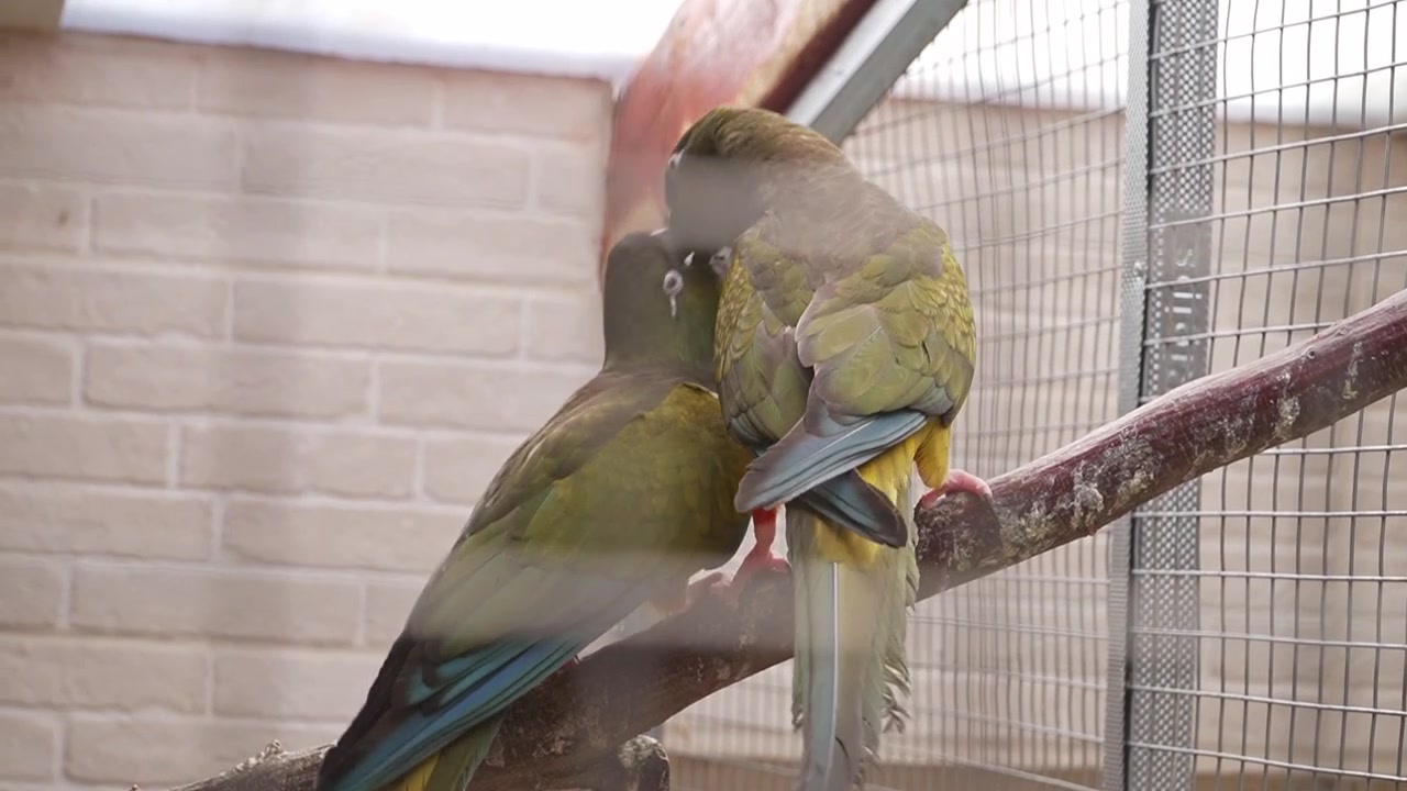 Two green parrots perch closely together on a wooden branch inside an aviary, with blue and yellow feather details visible on their bodies and tails.