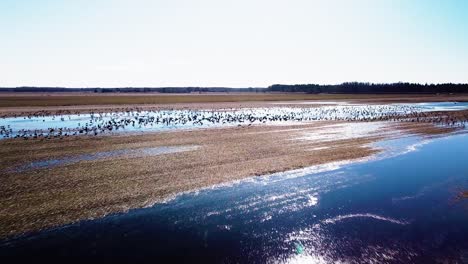 Vista-Aérea-De-Una-Gran-Bandada-De-Gansos-De-Frijol-Descansando,-Campo-Agrícola-Inundado,-Día-Soleado-De-Primavera,-Disparo-De-Drones-De-Gran-Angular-Avanzando