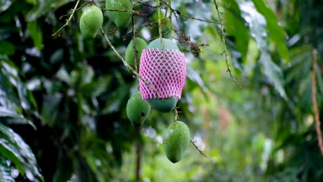 A delicious exotic green mango with a pink fruit protection sleeve hanging from a mature fruiting mango tree on a wet, rainy, breezy day in the tropics