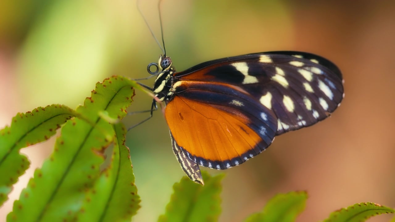 Macro di una farfalla longwing tigre posata su una pianta verde