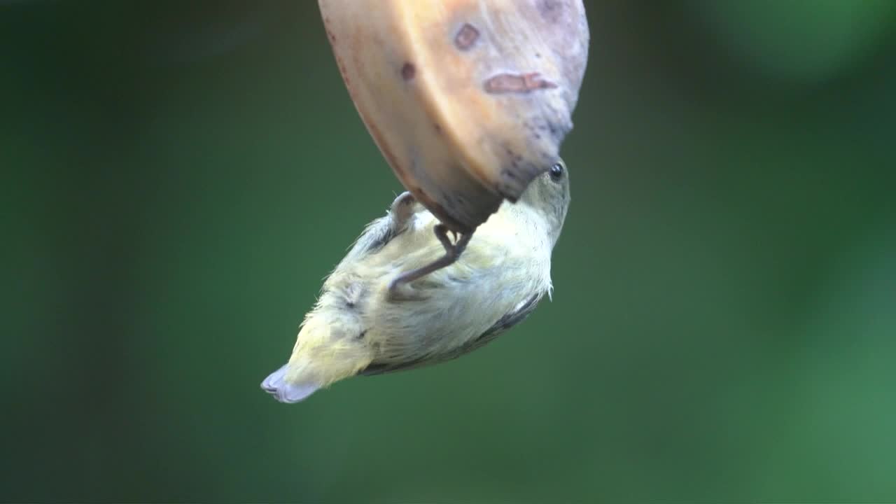 una hembra de pájaro picador de panza de vientre naranja está comiendo un plátano