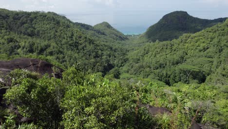 drone shot in lush vegetation inside the intens forest on mahe island,seychelles